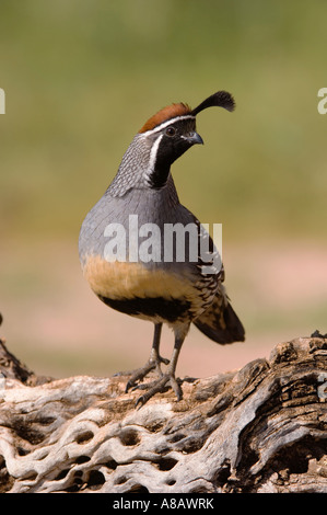 Die Gambels Wachteln Art Gambelii männlichen Tucson Arizona USA September 2006 Stockfoto