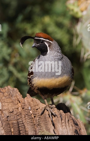 Die Gambels Wachteln Art Gambelii männlichen Tucson Arizona USA September 2006 Stockfoto