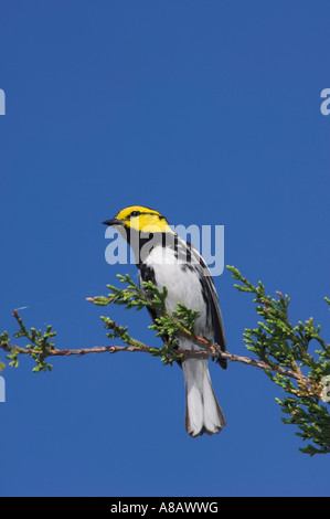 Golden-cheeked Warbler Dendroica Chrysoparia Mann auf Mountain Cedar Uvalde County Hill Country Texas Stockfoto