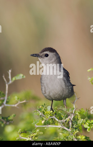 Graues Catbird Dumetella Carolinensis Erwachsene South Padre Island Texas USA Mai 2005 Stockfoto