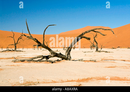 Dead Vlei Stockfoto