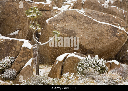 Seltene Winter Schneefall Joshua Tree Nationalpark Kalifornien USA Stockfoto