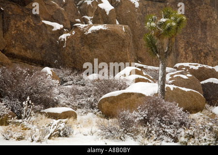 Seltene Winter Schneefall Joshua Tree Nationalpark Kalifornien USA Stockfoto