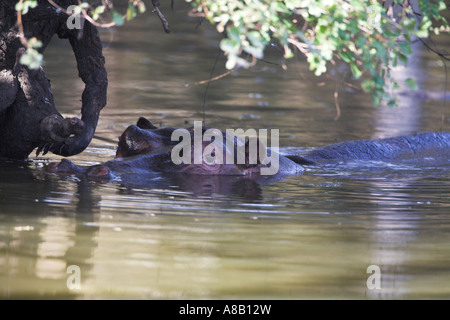 Flusspferd (hippopotamus amphibius) Schwimmen im Fluss, Südafrika Stockfoto