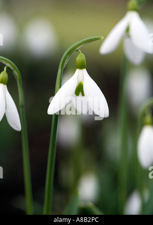 Schneeglöckchen in natürlicher Umgebung im Spätwinter erschossen. GEMEINSAMER NAME: Schneeglöckchen lateinischer NAME: Galanthus Stockfoto