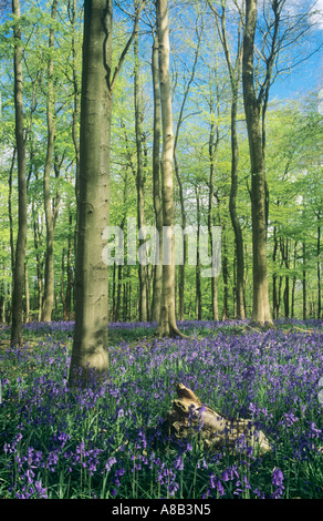 Bluebell Holz, alte Simm Wäldchen, in weiß-Downs auf den North Downs, in der Nähe von Dorking, Surrey, England, UK Stockfoto