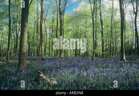 Bluebell Holz, alte Simm Wäldchen, in weiß-Downs auf den North Downs, in der Nähe von Dorking, Surrey, England, UK Stockfoto