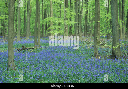 Bluebell Holz, alte Simm Wäldchen, in weiß-Downs auf den North Downs, in der Nähe von Dorking, Surrey, England, UK Stockfoto