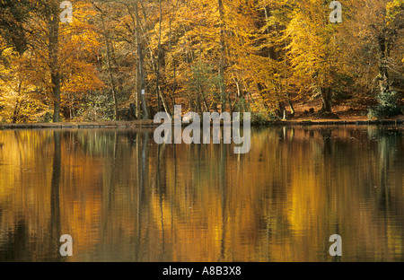 Golden Pond Reflexionen an Waggoner der Brunnen in der Nähe von Hindhead und Grayshott, Surrey und Hampshire Grenze, England, Großbritannien Stockfoto
