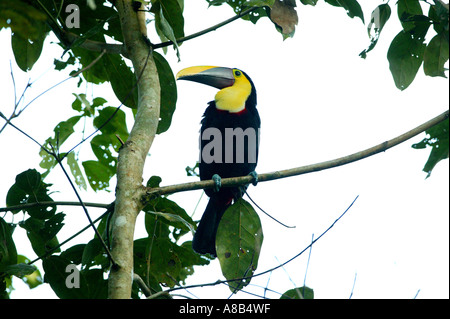 Der bunte Vogel Gelbkehliger Toucan, Ramphastos ambiguus swainsonii, im Soberania Nationalpark, Republik Panama Stockfoto