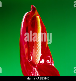 Anthurium Stockfoto