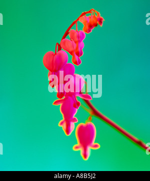 Tränendes Herz Dicentra spectablis Stockfoto