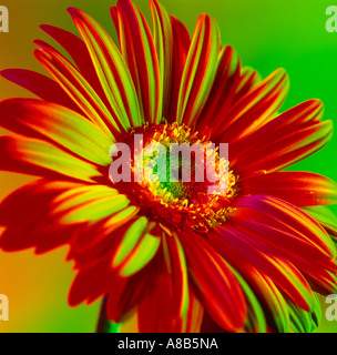 Gerbera, Afrikanische Gänseblümchen aus nächster Nähe Stockfoto