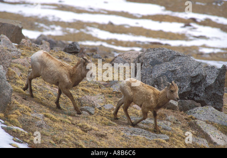 Junge Bighorn Schafe laufen Stockfoto