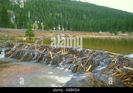 Beaver Dam auf Rocky Mountain Stream Colorado Stockfoto