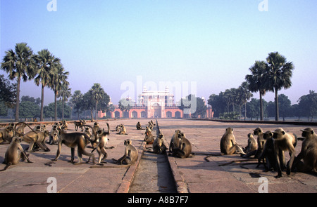 Languren Affen vor dem Mausoleum des Moghul Kaisers Akhbar in Sikandra nahe Agra in Indien Stockfoto