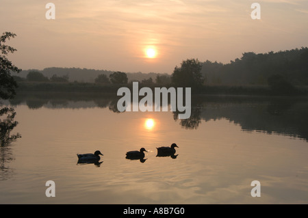 Enten am Teich bei Sonnenaufgang Stockfoto