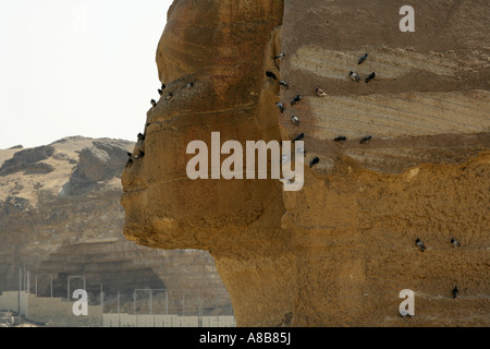 Tauben hoch auf die Große Sphinx von Gizeh in Profil, Kairo, Ägypten, Naher Osten Stockfoto