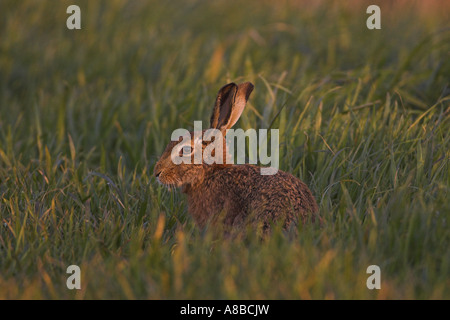 Brauner Hase (Lepus Europaeus) im Abendlicht, Norfolk, England, UK, April Stockfoto