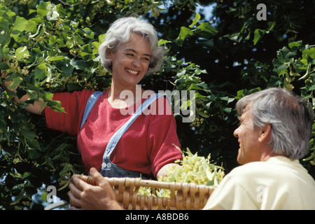 Älteres paar Linden Blumen pflücken Stockfoto