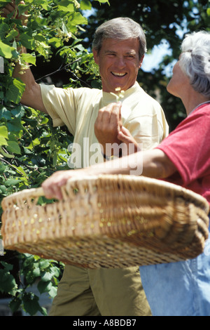 Älteres paar Linden Blumen pflücken Stockfoto