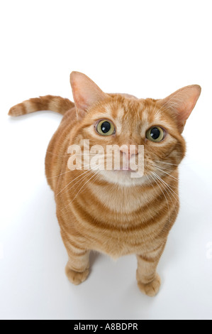 Eine erhöhte Ansicht einer rot Tabby Katze nachschlagen. Stockfoto