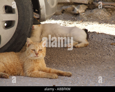 zwei Katzen mit dem Auto in Rom Stockfoto