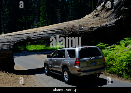 Geschnitzte Öffnung für Autos zu durchfahren gefallenen Baumstamm Tunnel Log Sequoia National Park in Kalifornien Stockfoto