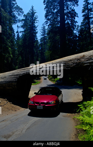 Geschnitzte Öffnung für Autos zu durchfahren gefallenen Baumstamm Tunnel Log Sequoia National Park in Kalifornien Stockfoto