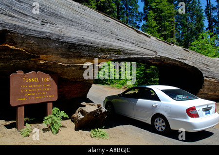 Geschnitzte Öffnung für Autos zu durchfahren gefallenen Baumstamm Tunnel Log Sequoia National Park in Kalifornien Stockfoto