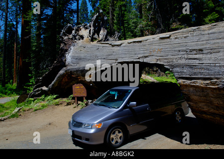 Geschnitzte Öffnung für Autos zu durchfahren gefallenen Baumstamm Tunnel Log Sequoia National Park in Kalifornien Stockfoto