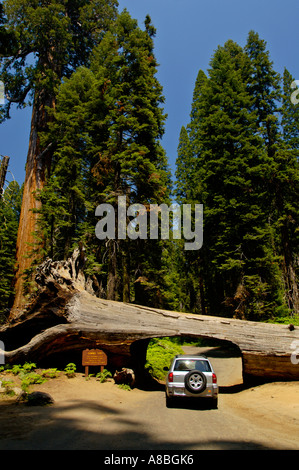 Geschnitzte Öffnung für Autos zu durchfahren gefallenen Baumstamm Tunnel Log Sequoia National Park in Kalifornien Stockfoto