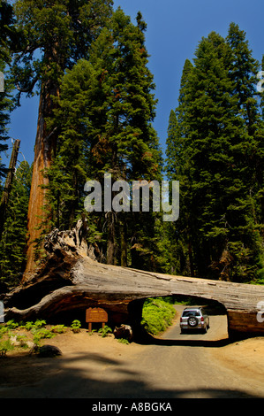 Geschnitzte Öffnung für Autos zu durchfahren gefallenen Baumstamm Tunnel Log Sequoia National Park in Kalifornien Stockfoto