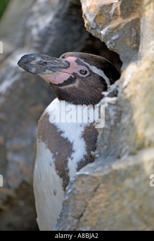 Humboldts Pinguin Spheniscus humboldti Stockfoto