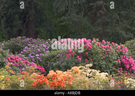 Rhododendroms Ashridge Hausgärten Hertfordshire UK Mai Stockfoto