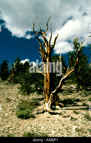 CA-Kalifornien Bristlecone Pines ältesten Bäume der weißen Berge Stockfoto