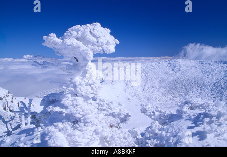 Jeju Island-Schnee-Szene von Halla Bergwinter Stockfoto