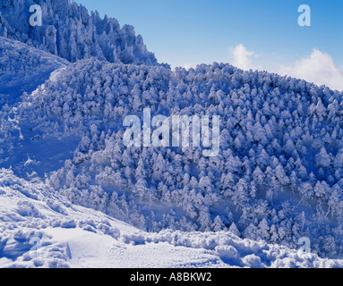 Jeju Island-Schnee-Szene von Halla Bergwinter Stockfoto