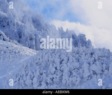 Jeju Island-Schnee-Szene von Halla Bergwinter Stockfoto