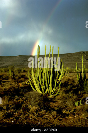 Mexiko-Sonora-Wüste Regenbogen über Saguaro Kaktus Stockfoto