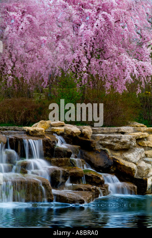 Wasserfall Bewegung geschossen Kaskadierung über Felsen in blauen Pool mit rosa Dogwod Baum oben Stockfoto