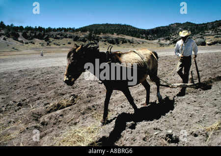 Mexiko-Tarahumara Stamm Indianer säe Korn im Mai in der Nähe von Creel Kupfer Canyon Barranca del Cobre Sierra Madre Occidental Stockfoto