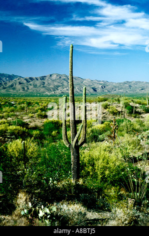 Tucson Arizona Tanque Verde Ranch nahe Stockfoto