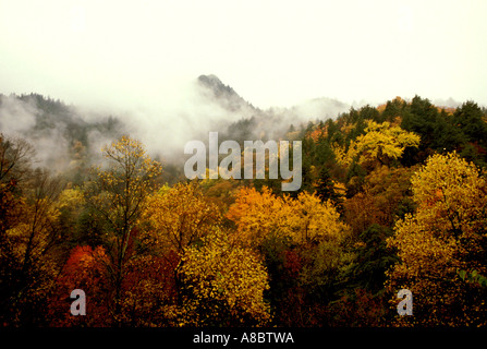 TN Great Smoky Mountains National Park Newfound Gap Herbst Farbe tennessee Stockfoto