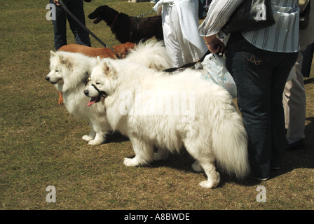 England Dog Show Ereignispaar Samojede mit Eigentümern beinhaltet Training Lead um Mund Stockfoto