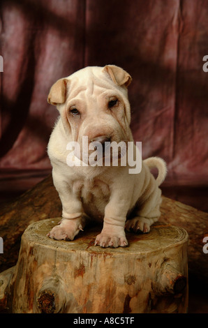 Shar-pei Stockfoto
