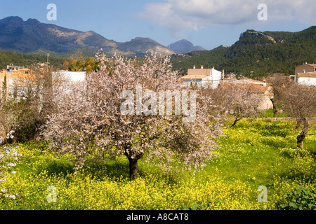 Mallorca Mandel-Blüte Stockfoto