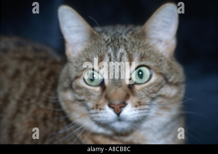 Samantha golden Makrele Tabby Hauskatze Stockfoto