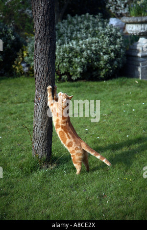 Männliche Katze kratzen Krallen auf Baum Stockfoto