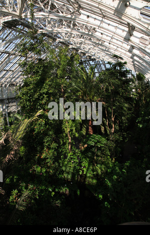 Gemäßigten Haus Baum Kew Gardens London England Stockfoto